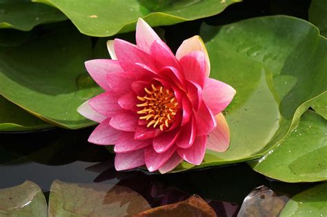 Nymphaeaceae .